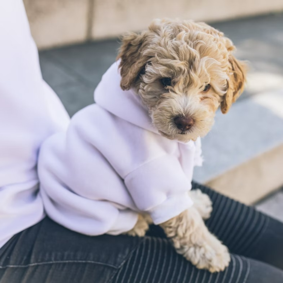 Cute Cockapoo puppy with owner Cute Cockapoo